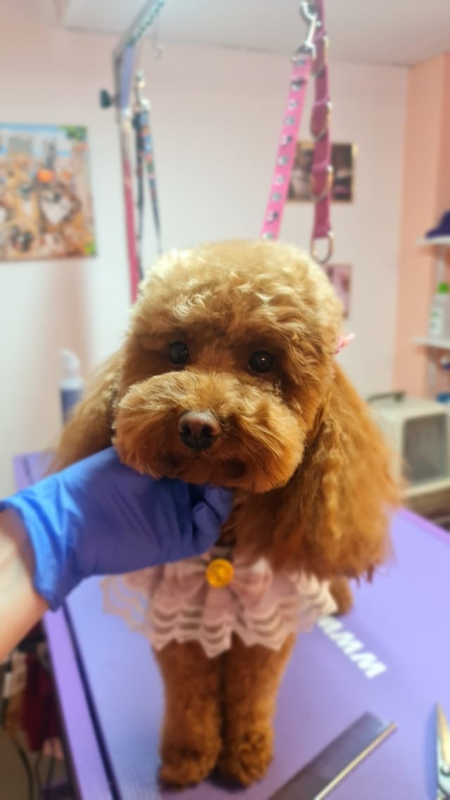 Dog 1