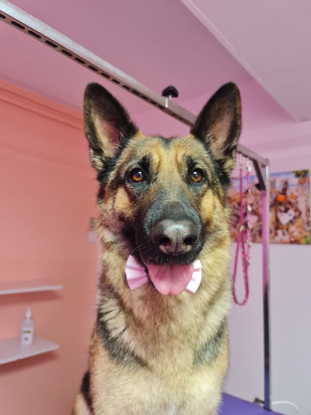 Dog 10