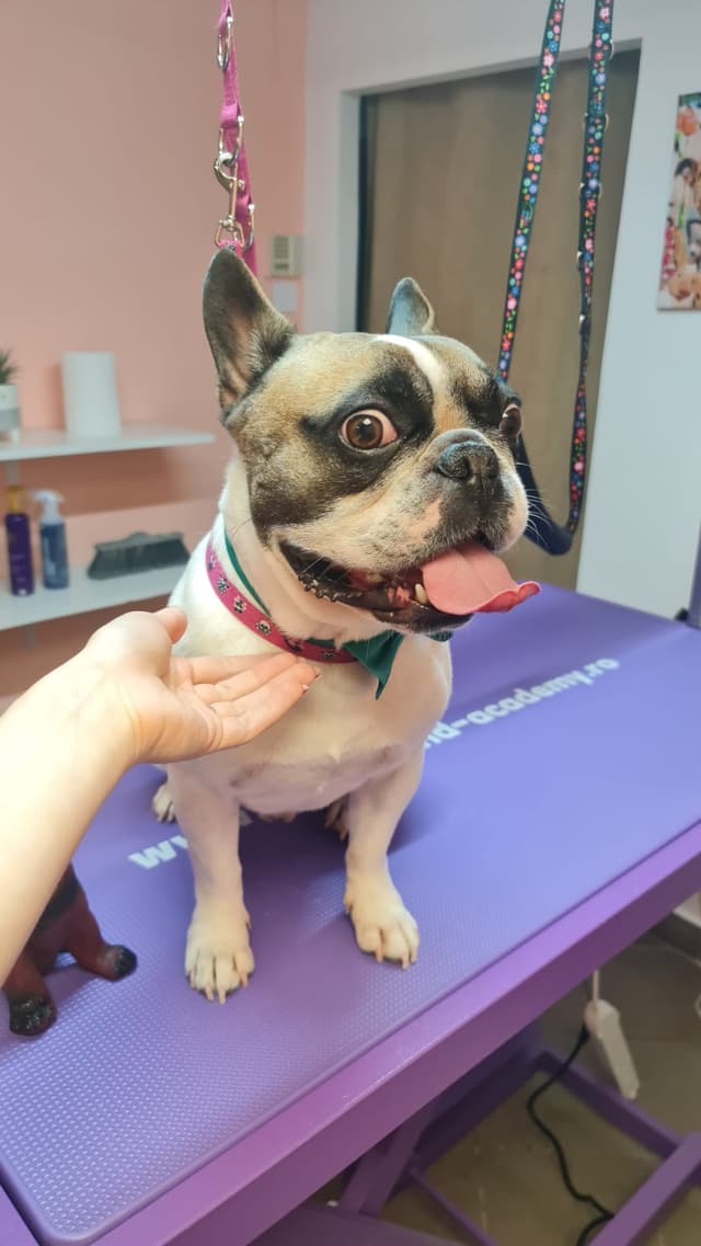 Dog 11