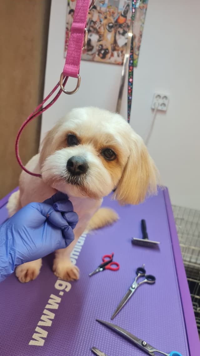Dog 12