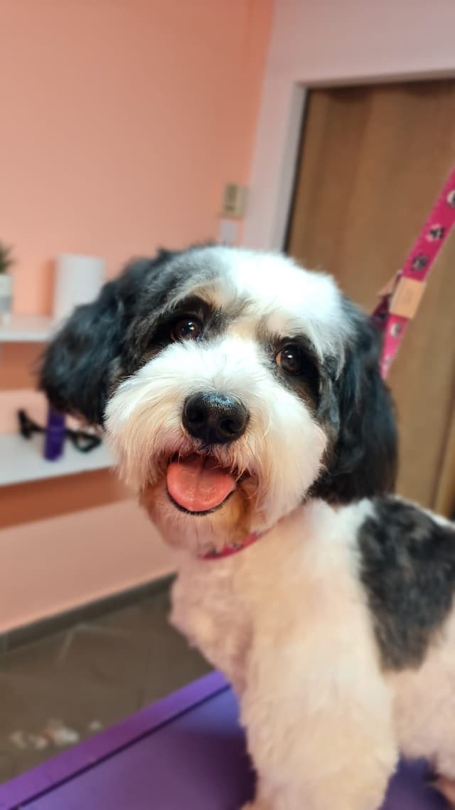 Dog 2