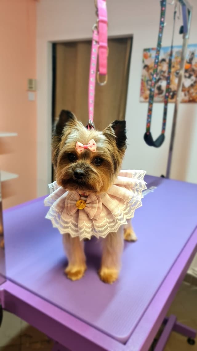 Dog 3