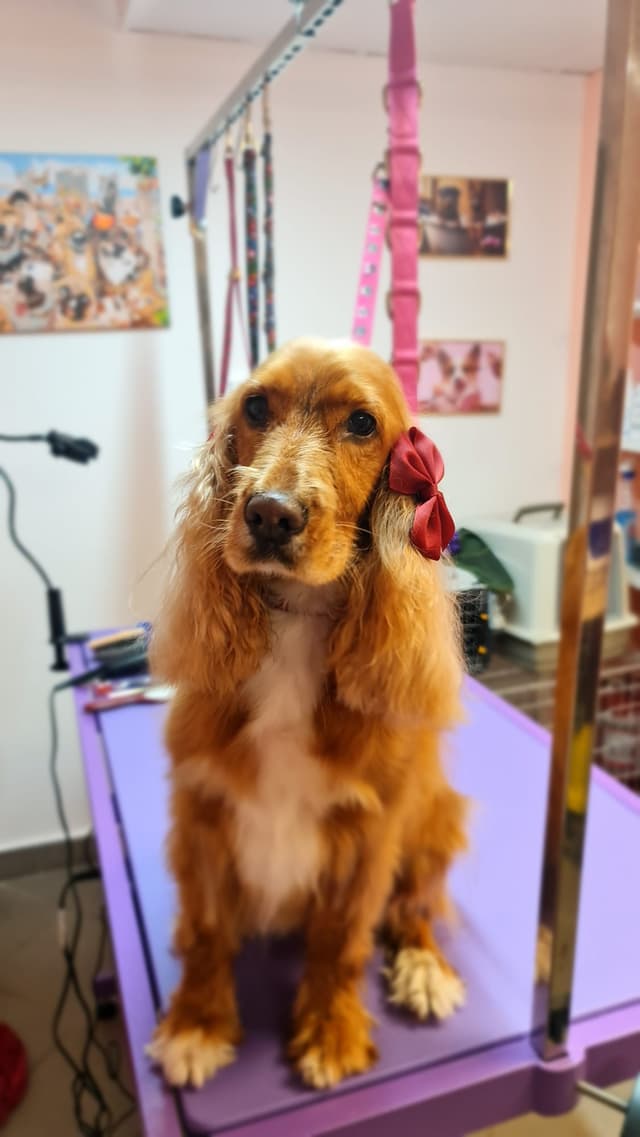 Dog 4