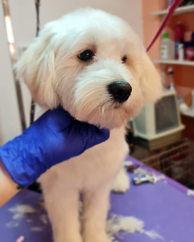 Dog 5