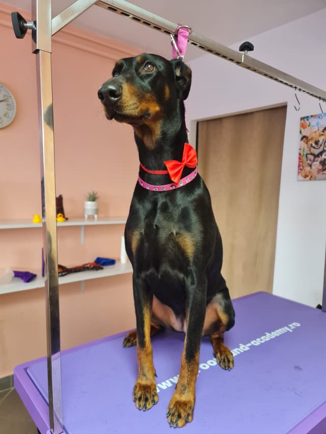 Dog 6