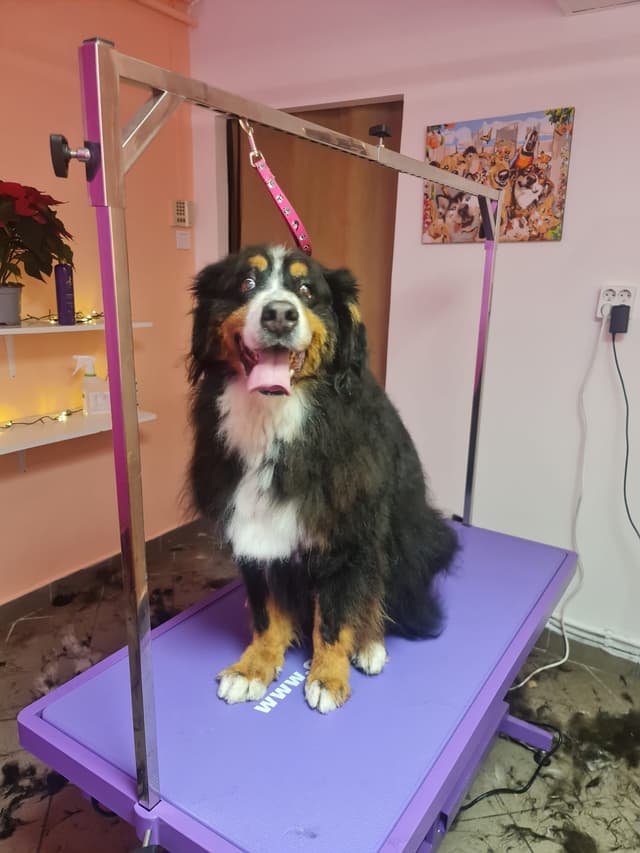 Dog 8