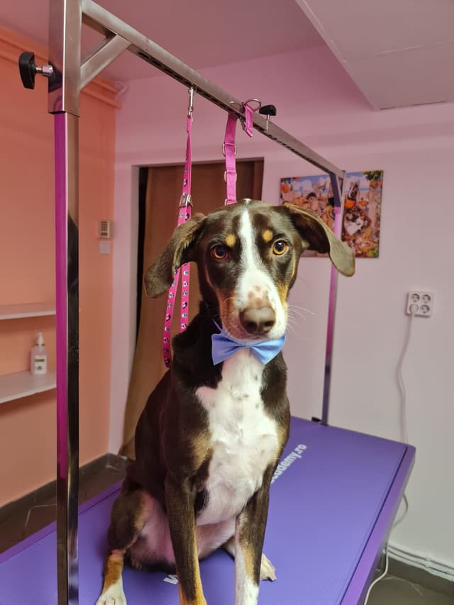 Dog 9